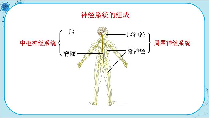 苏教版生物七下12.2.1《人体的神经调节》课件PPT+音视频素材05