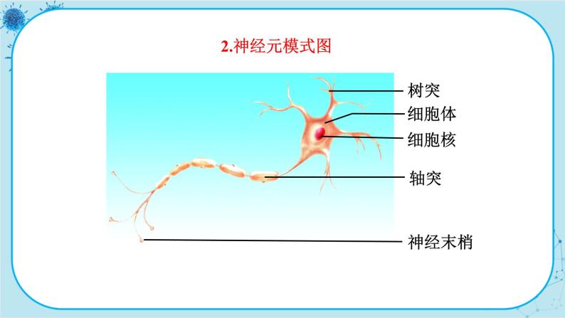 苏教版生物七下12.2.1《人体的神经调节》课件PPT+音视频素材07