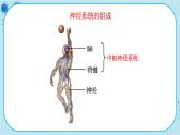 苏教版生物七下12.2.2《人体的神经调节》课件PPT+音视频素材