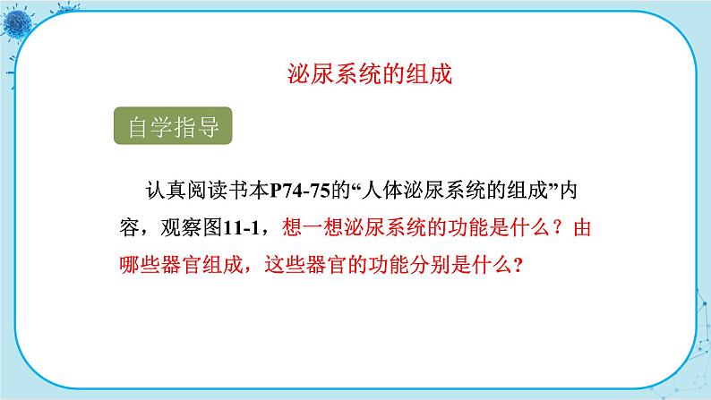 苏教版生物七下11.1《人体泌尿系统的组成》课件PPT第4页