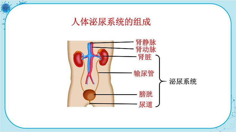 苏教版生物七下11.1《人体泌尿系统的组成》课件PPT第5页