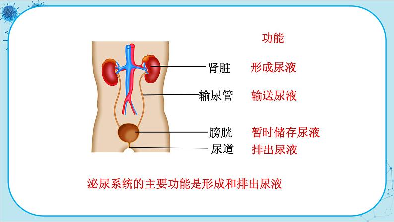 苏教版生物七下11.1《人体泌尿系统的组成》课件PPT第6页