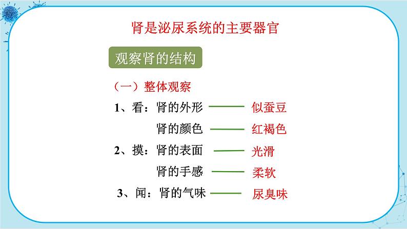 苏教版生物七下11.1《人体泌尿系统的组成》课件PPT第8页