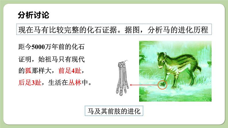 济南版生物八下5.1.2 生物进化的证据（课件PPT）06