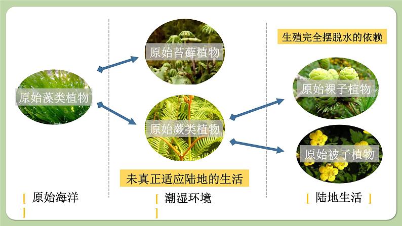 济南版生物八下5.1.3 生物进化的历程（课件PPT）05