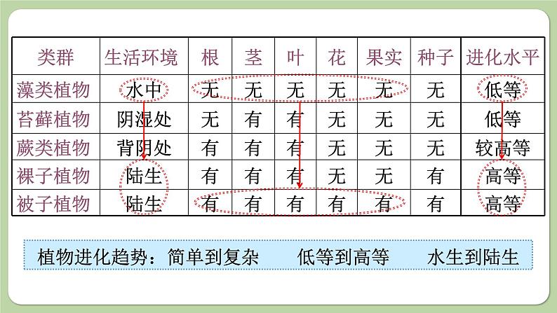 济南版生物八下5.1.3 生物进化的历程（课件PPT）06