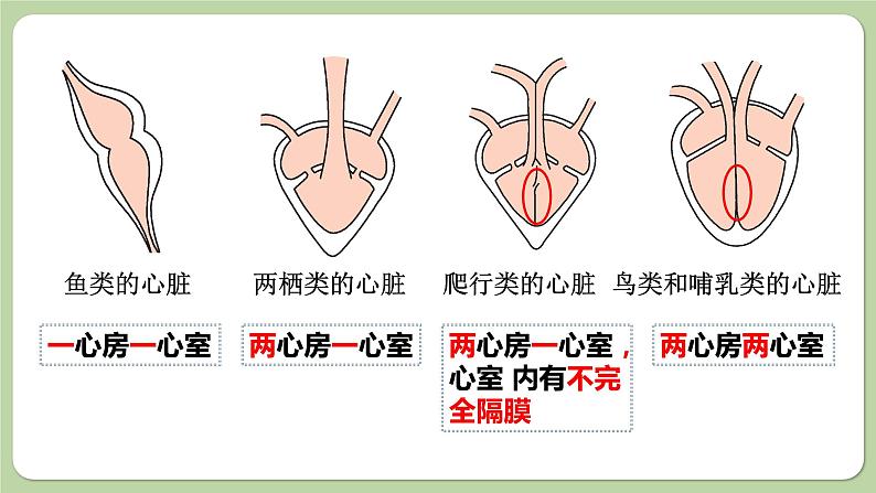 济南版生物八下5.1.3 生物进化的历程（课件PPT）07