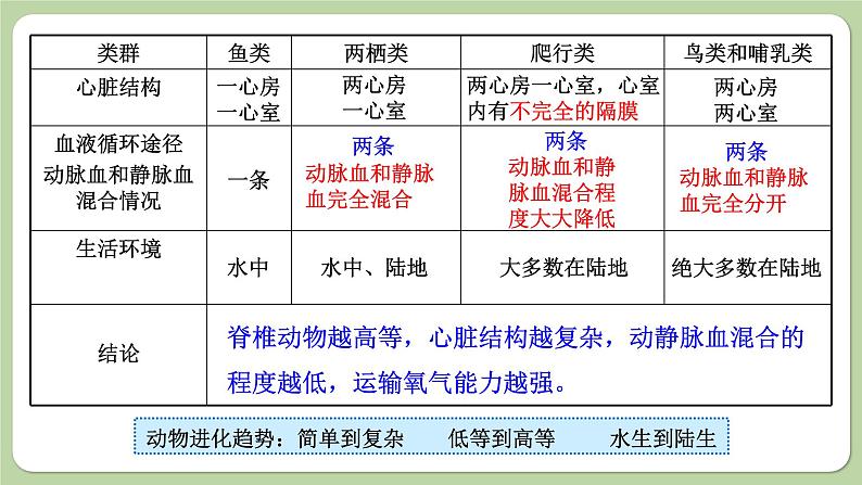 济南版生物八下5.1.3 生物进化的历程（课件PPT）08