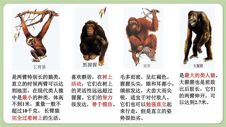 济南版生物八下5.2.1 人类的起源（课件PPT）第7页