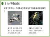 济南版生物八下6.1.2 生物对环境的适应与影响（课件PPT）