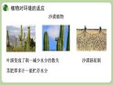 济南版生物八下6.1.2 生物对环境的适应与影响（课件PPT）