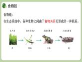 济南版生物八下6.2.2 食物链和食物网（课件PPT）