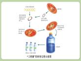 济南版生物八下7.2.1 基因工程（课件PPT）