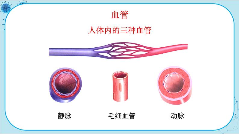 苏教版生物七下10.2.1《人体的血液循环》课件PPT+音视频素材04