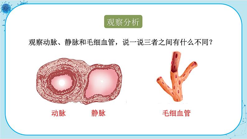 苏教版生物七下10.2.1《人体的血液循环》课件PPT+音视频素材06