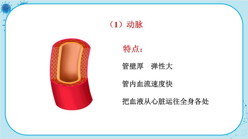 苏教版生物七下10.2.1《人体的血液循环》课件PPT+音视频素材07