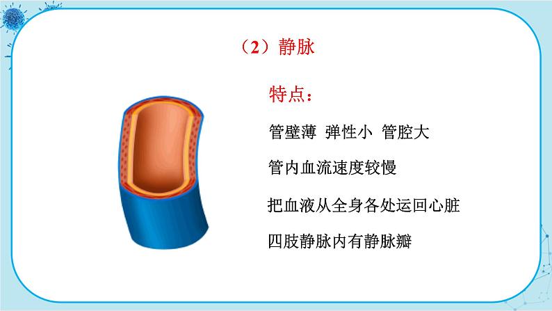 苏教版生物七下10.2.1《人体的血液循环》课件PPT+音视频素材08