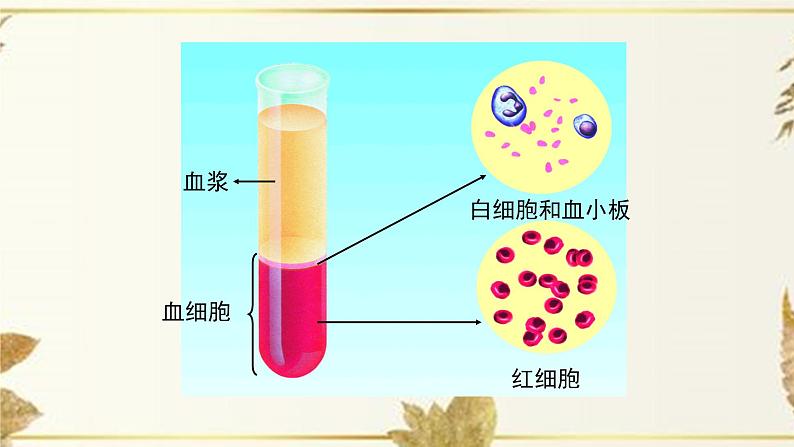 济南版生物七下3.1.1《物质运输的载体》课件PPT+音视频素材07