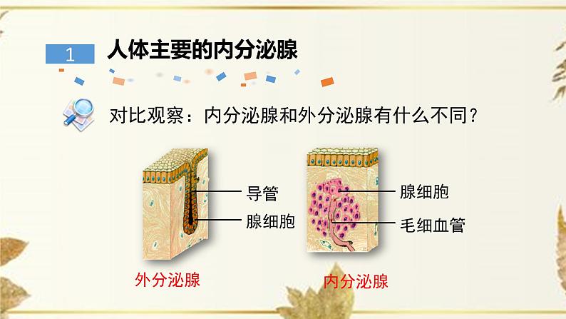 济南版生物七下5.1《人体的激素调节》课件PPT+音视频素材04