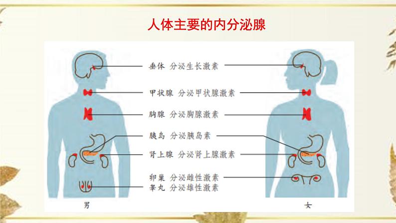 济南版生物七下5.1《人体的激素调节》课件PPT+音视频素材06