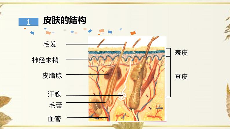 济南版生物七下4.2《汗液的形成和排出》课件PPT04