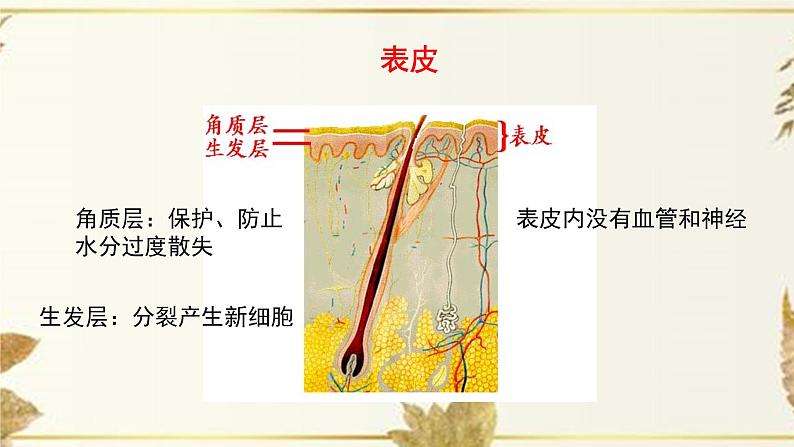 济南版生物七下4.2《汗液的形成和排出》课件PPT05