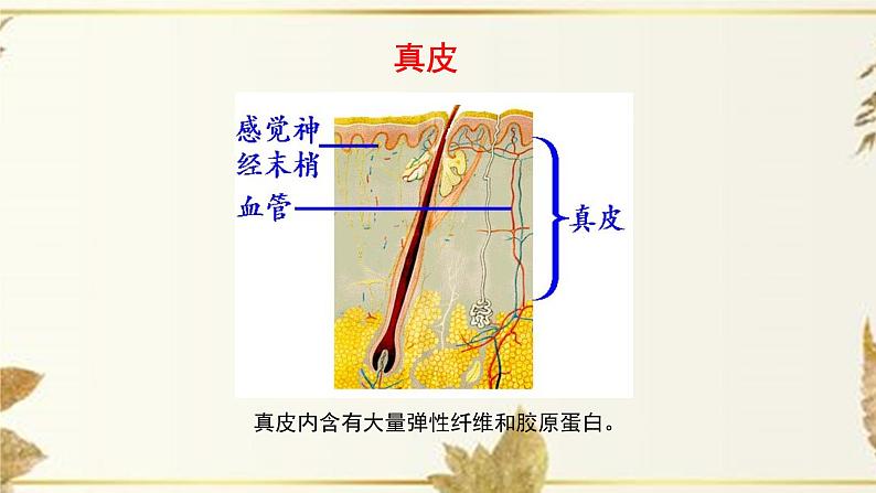 济南版生物七下4.2《汗液的形成和排出》课件PPT06