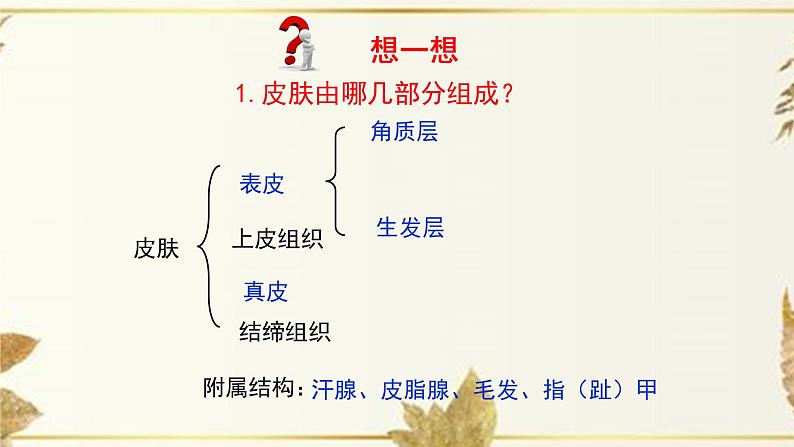 济南版生物七下4.2《汗液的形成和排出》课件PPT07