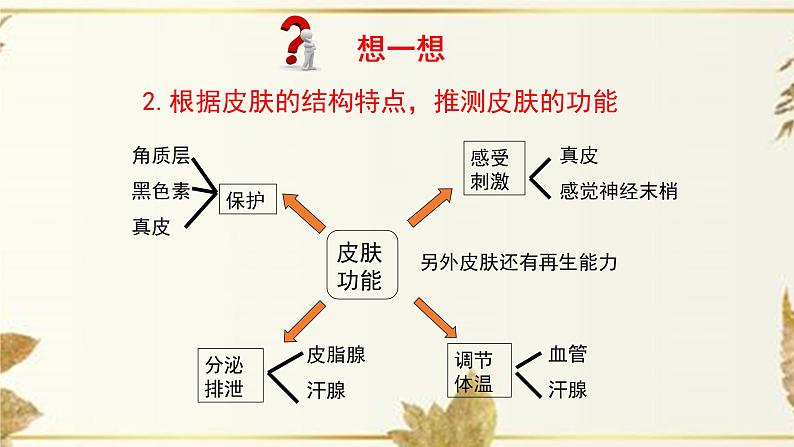 济南版生物七下4.2《汗液的形成和排出》课件PPT08