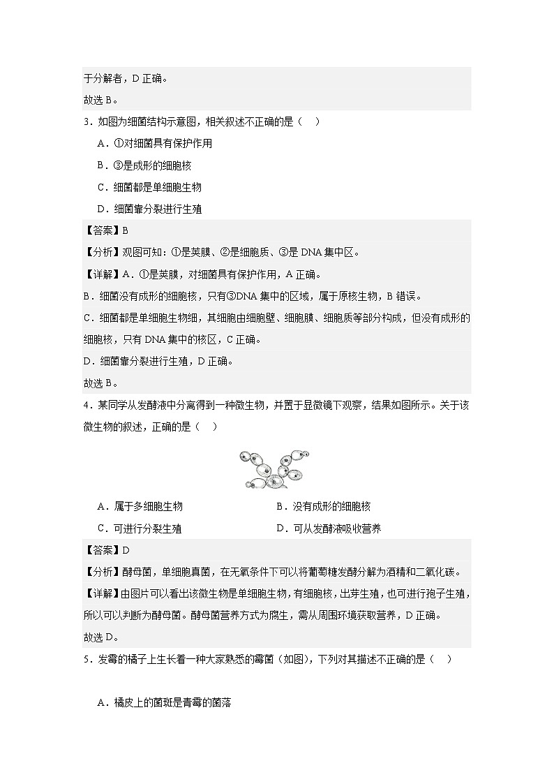 【期中单元测试卷】（人教版）八年级生物上册 第四章+细菌和真菌【提升卷】02