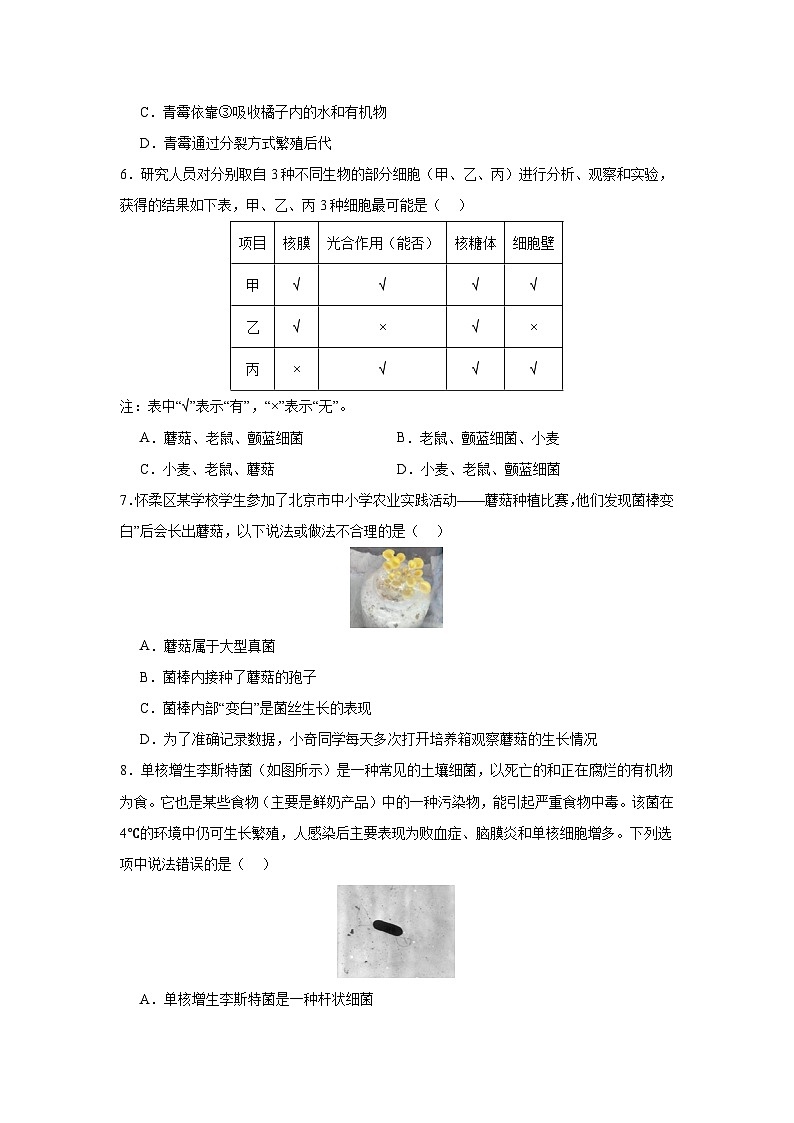 【期中单元测试卷】（人教版）八年级生物上册 第四章+细菌和真菌【提升卷】02