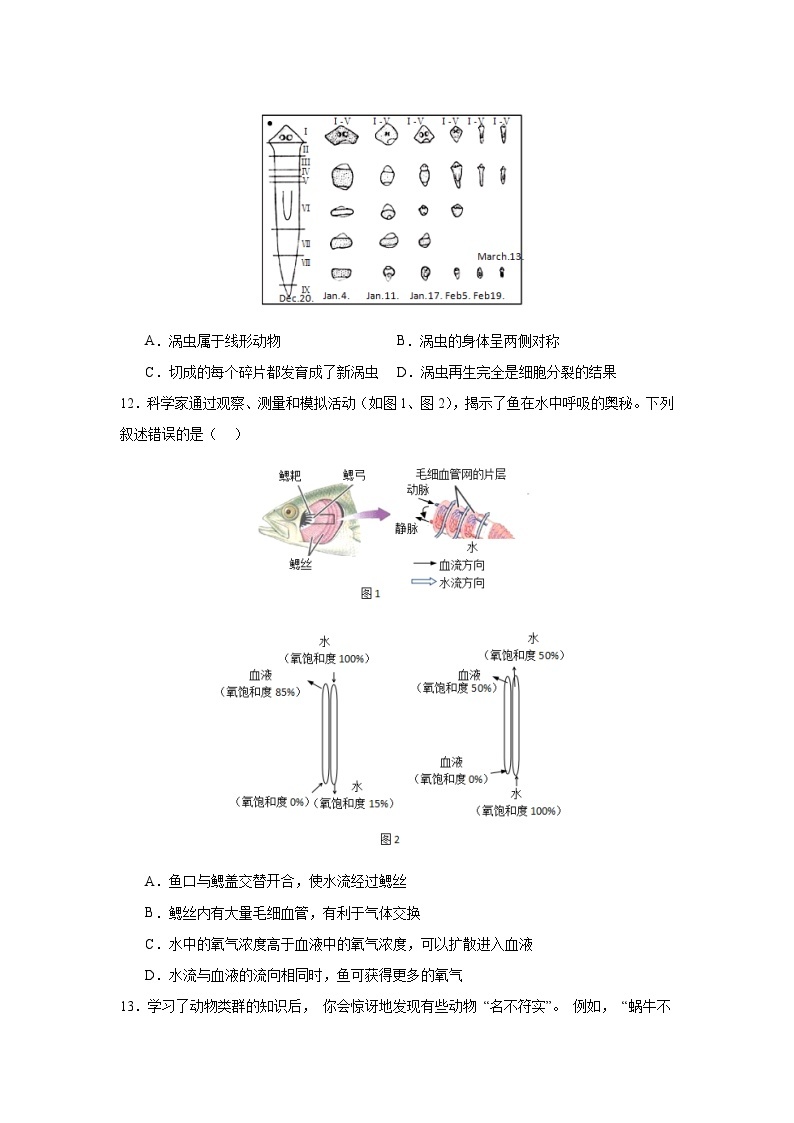 【期中单元测试卷】（人教版）2023-2024学年八年级生物上册 第一章+动物的主要类型【提升卷】03