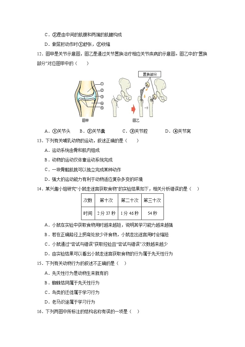 【期中单元测试卷】（人教版）八年级生物上册 第二、三章+动物的运动和行为、动物在生物圈中的作用【基础卷】03