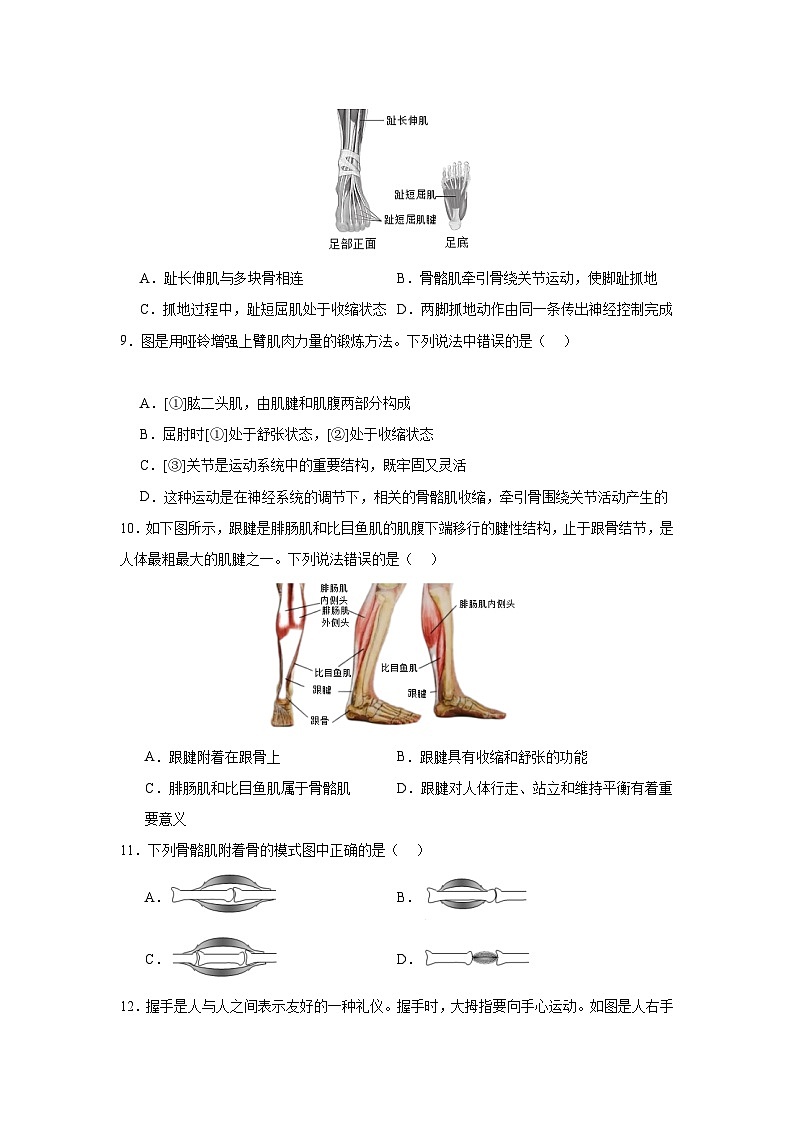 【期中单元测试卷】（人教版）八年级生物上册 第二、三章+动物的运动和行为、动物在生物圈中的作用【提升卷】03