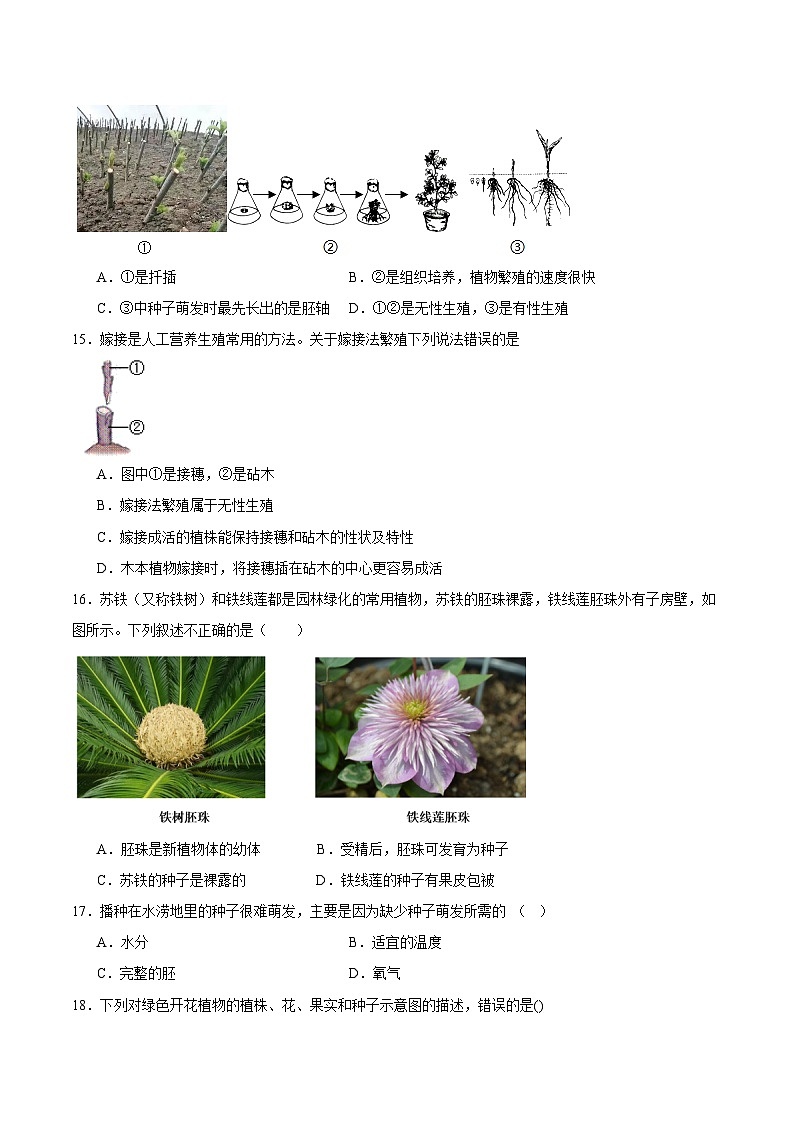 【期中单元测试卷】（苏科版）2023-2024学年八年级生物上册 第十九章+植物的生殖和发育 单元测试卷03