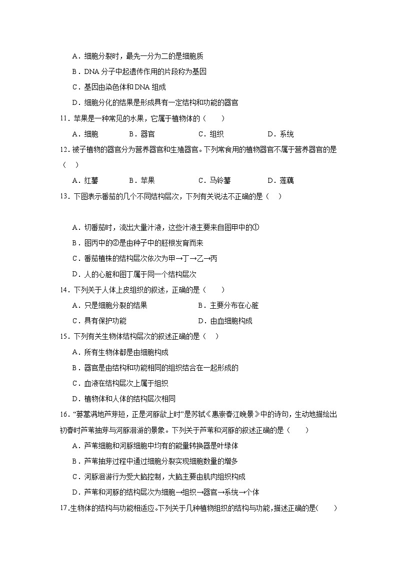 【期中单元测试卷】（人教版）2023-2024学年七年级生物上册 第二章 细胞怎样构成生物体【单元测试·基础卷】03