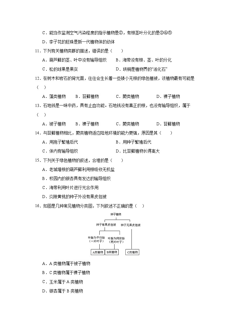 【期中单元测试卷】（人教版）2023-2024学年七年级生物上册 第一章 生物圈中有哪些绿色植物【单元测试·基础卷】03