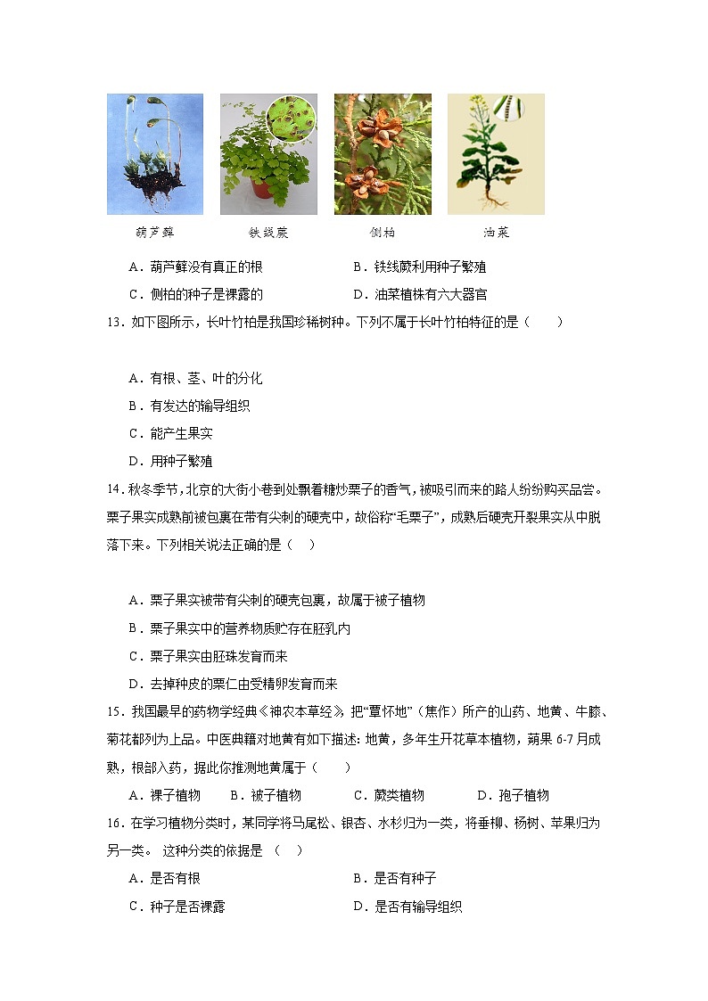 【期中单元测试卷】（人教版）2023-2024学年七年级生物上册 第一章 生物圈中有哪些绿色植物【单元测试·提升卷】03
