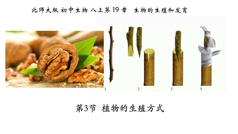 19.3植物的生殖和发育-【精华备课】2023-2024学年八年级生物上册同步教学课件（北师大版）01