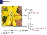 19.3植物的生殖和发育-【精华备课】2023-2024学年八年级生物上册同步教学课件（北师大版）