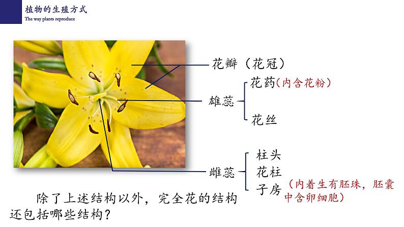 19.3植物的生殖和发育-【精华备课】2023-2024学年八年级生物上册同步教学课件（北师大版）03