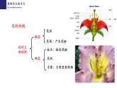 19.3植物的生殖和发育-【精华备课】2023-2024学年八年级生物上册同步教学课件（北师大版）