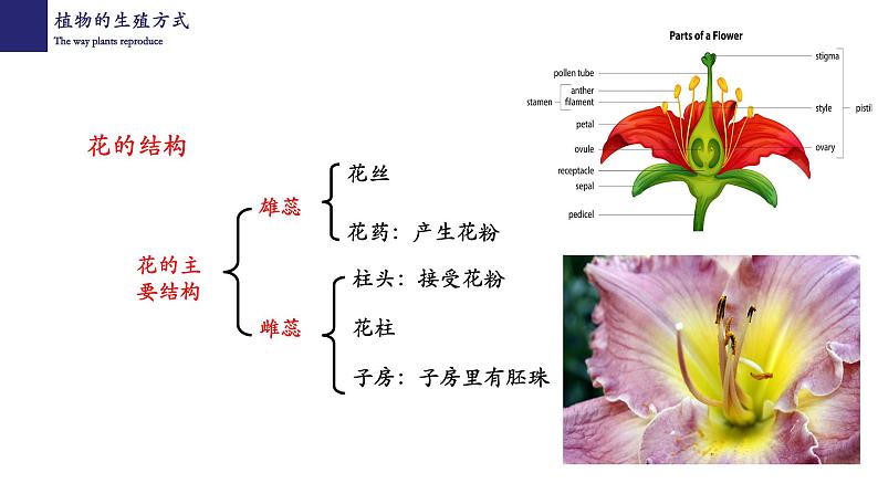 19.3植物的生殖和发育-【精华备课】2023-2024学年八年级生物上册同步教学课件（北师大版）04