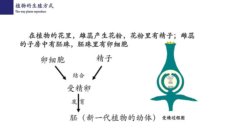 19.3植物的生殖和发育-【精华备课】2023-2024学年八年级生物上册同步教学课件（北师大版）05