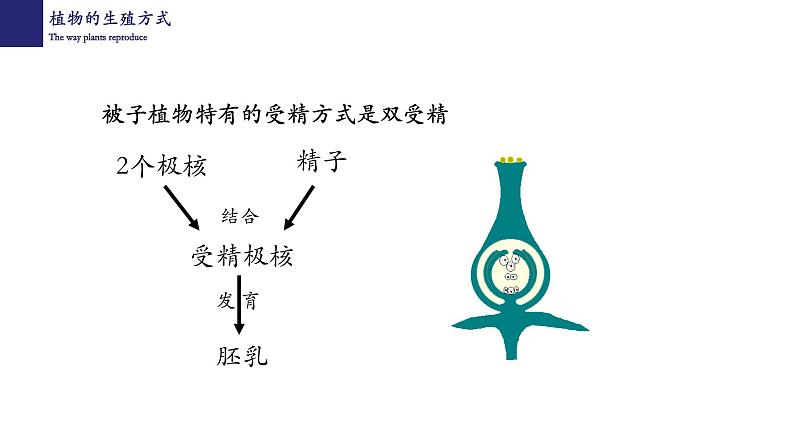 19.3植物的生殖和发育-【精华备课】2023-2024学年八年级生物上册同步教学课件（北师大版）06