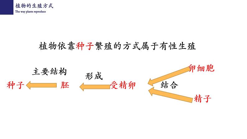 19.3植物的生殖和发育-【精华备课】2023-2024学年八年级生物上册同步教学课件（北师大版）07