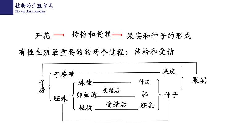 19.3植物的生殖和发育-【精华备课】2023-2024学年八年级生物上册同步教学课件（北师大版）08