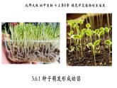 3.6.1+种子萌发形成幼苗-【精华备课】2023-2024学年七年级生物上册同步教学课件（北师大版）