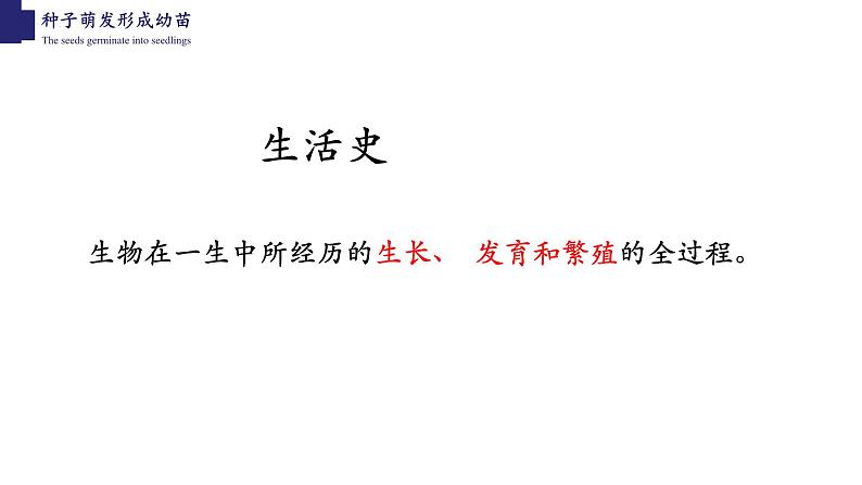 3.6.1+种子萌发形成幼苗-【精华备课】2023-2024学年七年级生物上册同步教学课件（北师大版）03