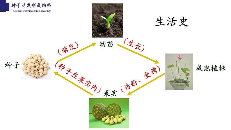 3.6.1+种子萌发形成幼苗-【精华备课】2023-2024学年七年级生物上册同步教学课件（北师大版）04